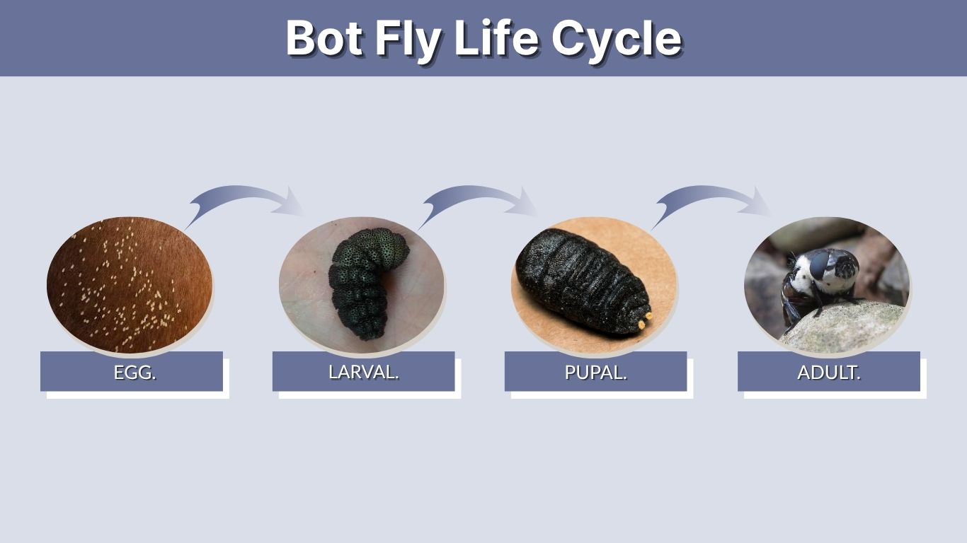 Bot Fly Life Cycle: Eggs, Larvae, Pupae, and Adults