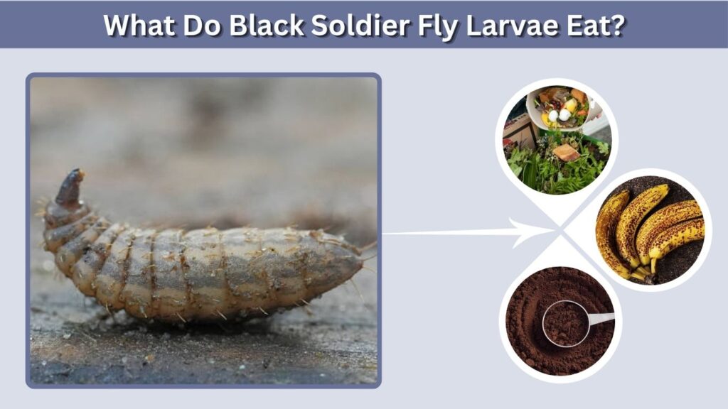 What Do Black Soldier Fly Larvae Eat?