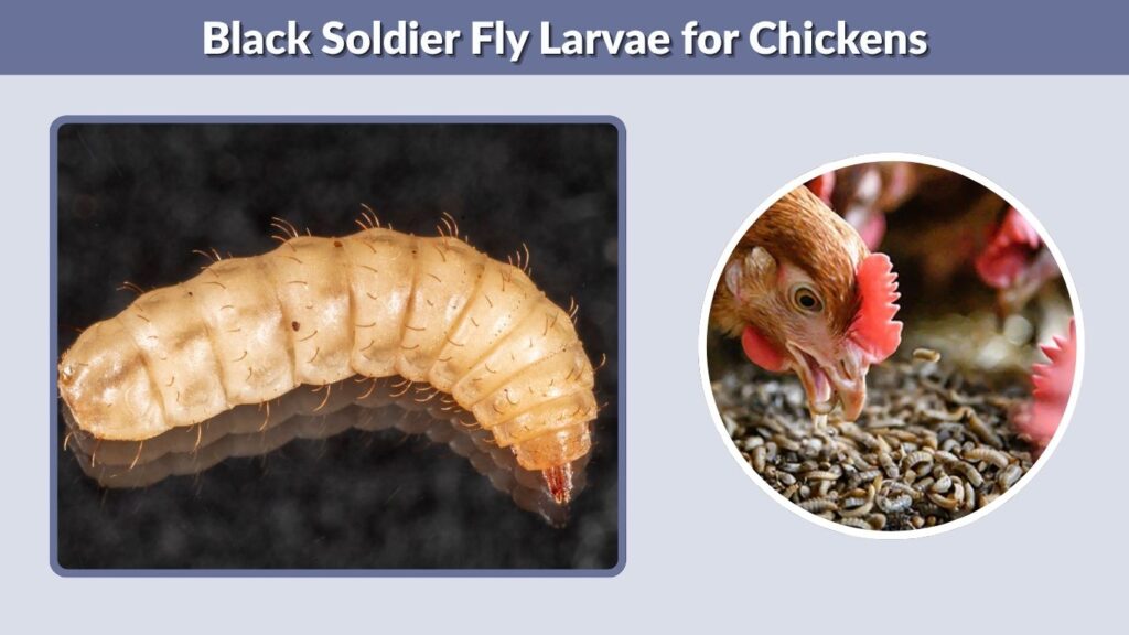 Black Soldier Fly Larvae for Chickens