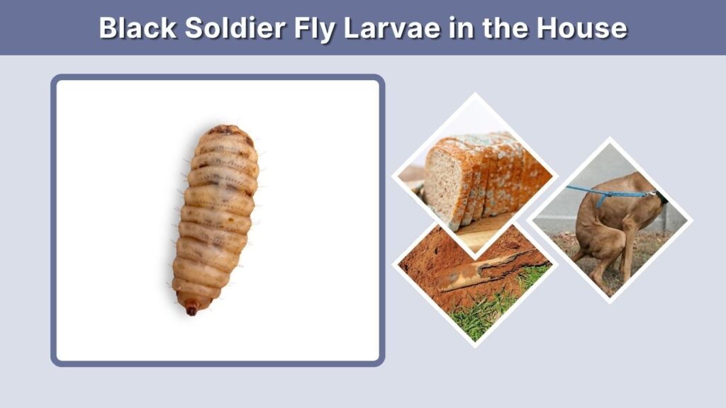 Black Soldier Fly Larvae in the House