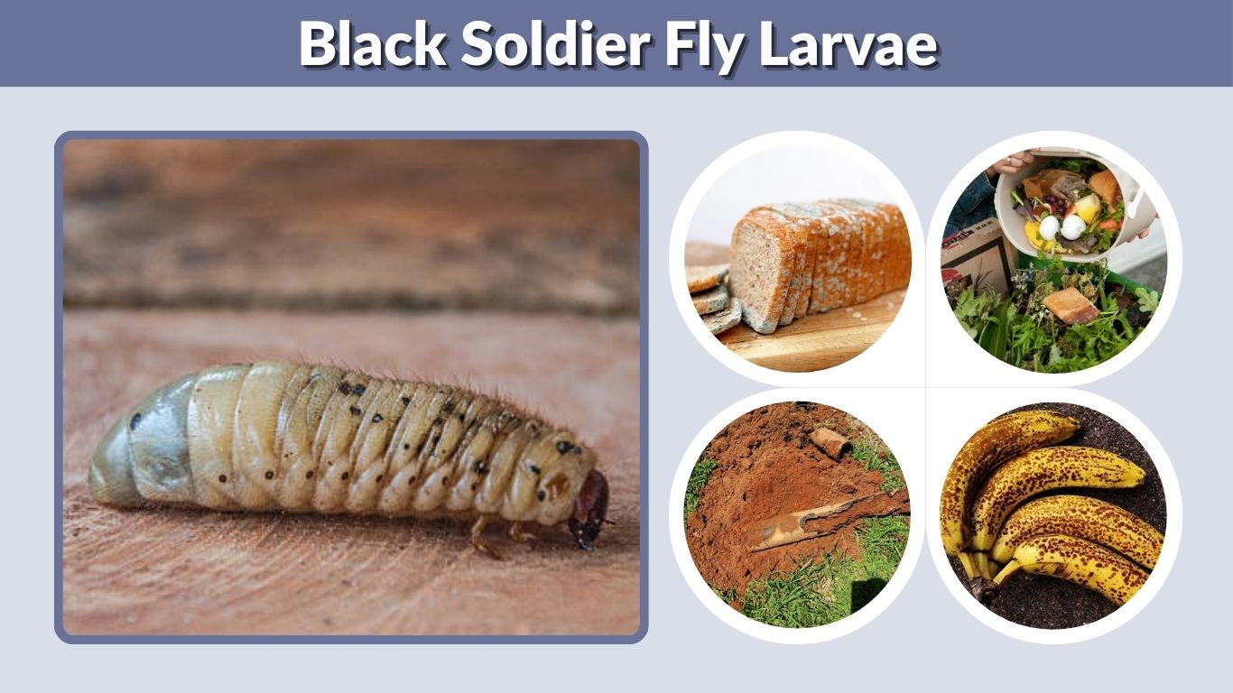 Black Soldier Fly Larvae: Uses, Farming, and Composting