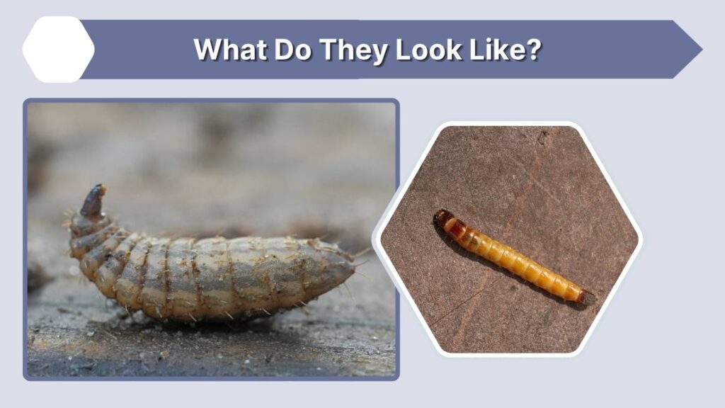 What Do They Look Like?