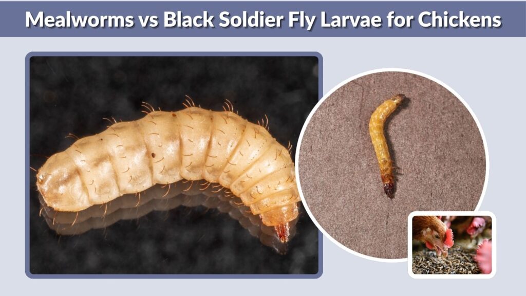 Mealworms vs Black Soldier Fly Larvae for Chickens