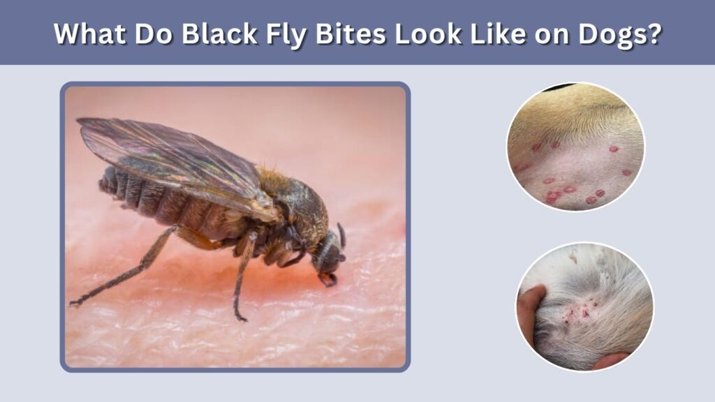 What Do Black Fly Bites Look Like on Dogs?