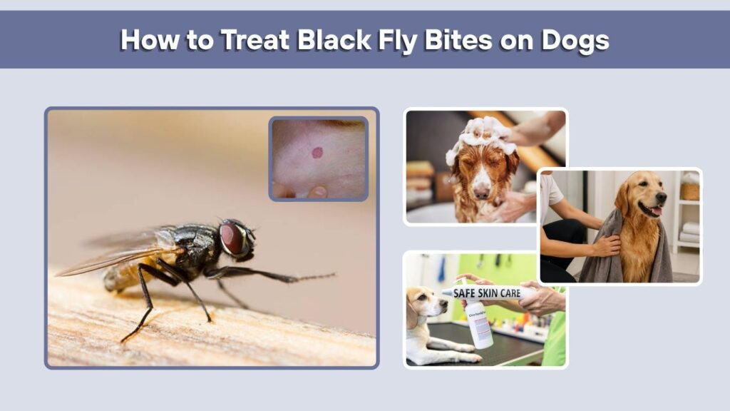How to Treat Black Fly Bites on Dogs