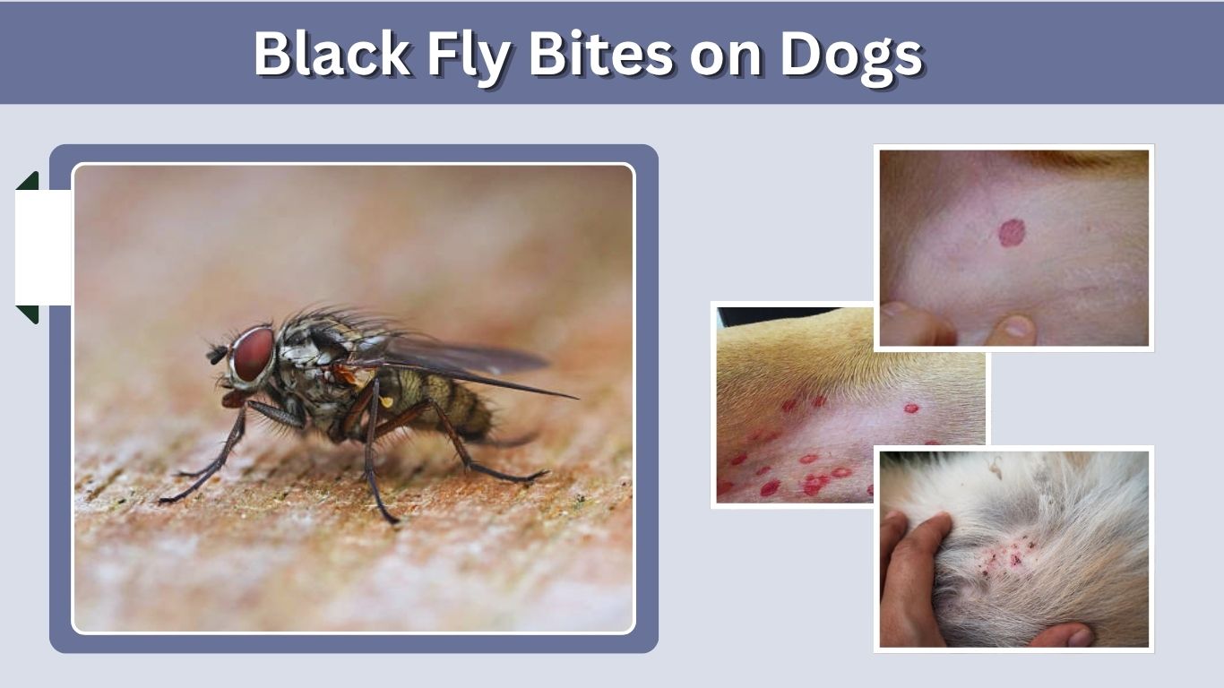 Black Fly Bites on Dogs: Symptoms and Treatment