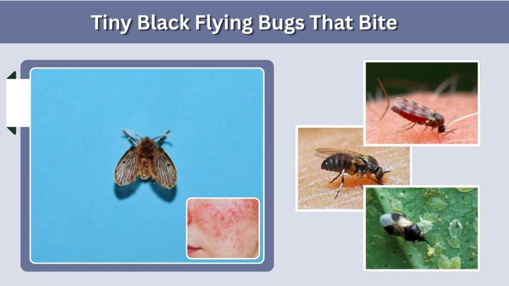 Tiny Black Flying Bugs That Bite