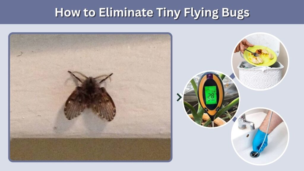 How to Eliminate Tiny Flying Bugs