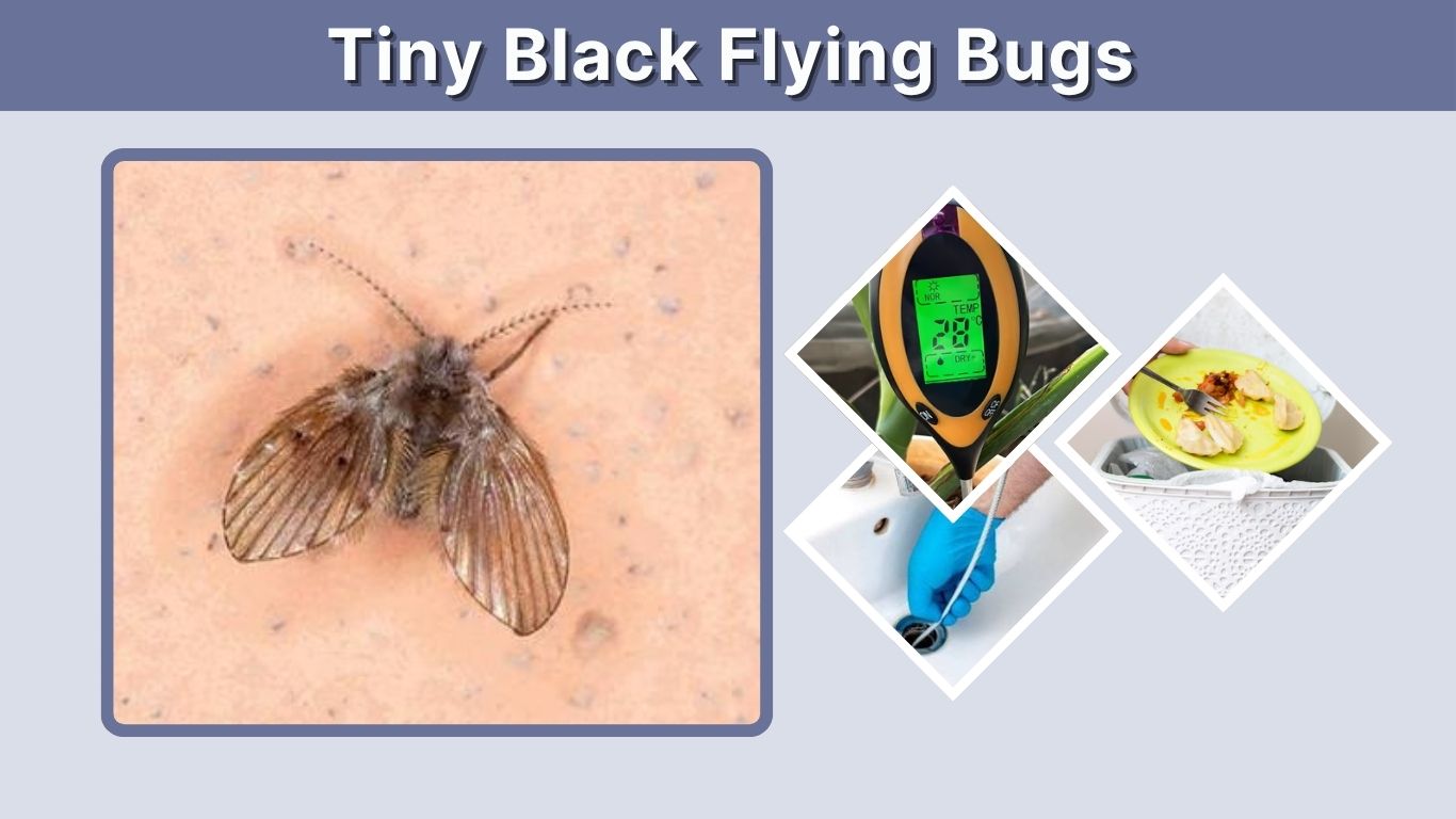 Tiny Black Flying Bugs: Identification and Removal Guide
