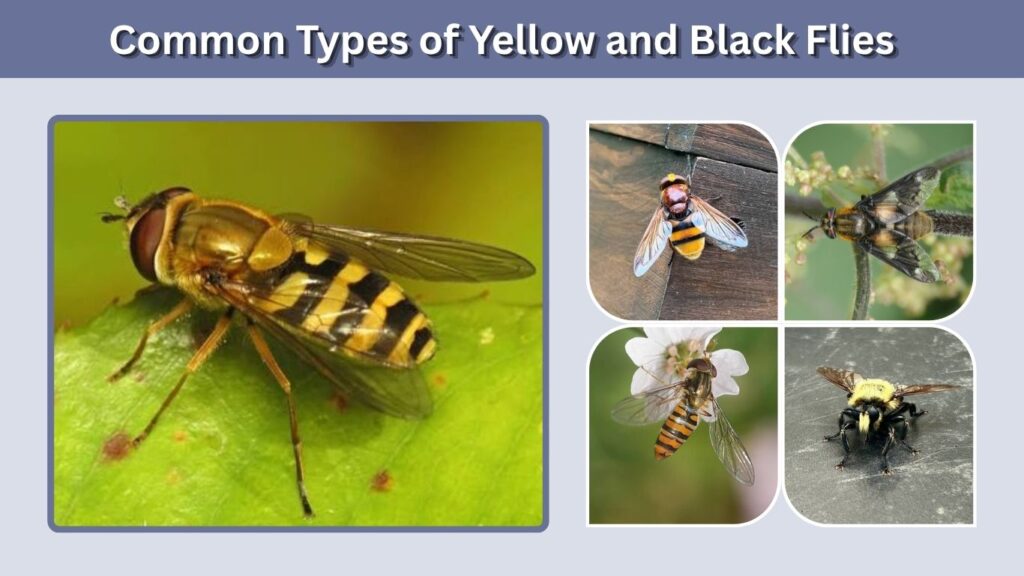 Common Types of Yellow and Black Flies