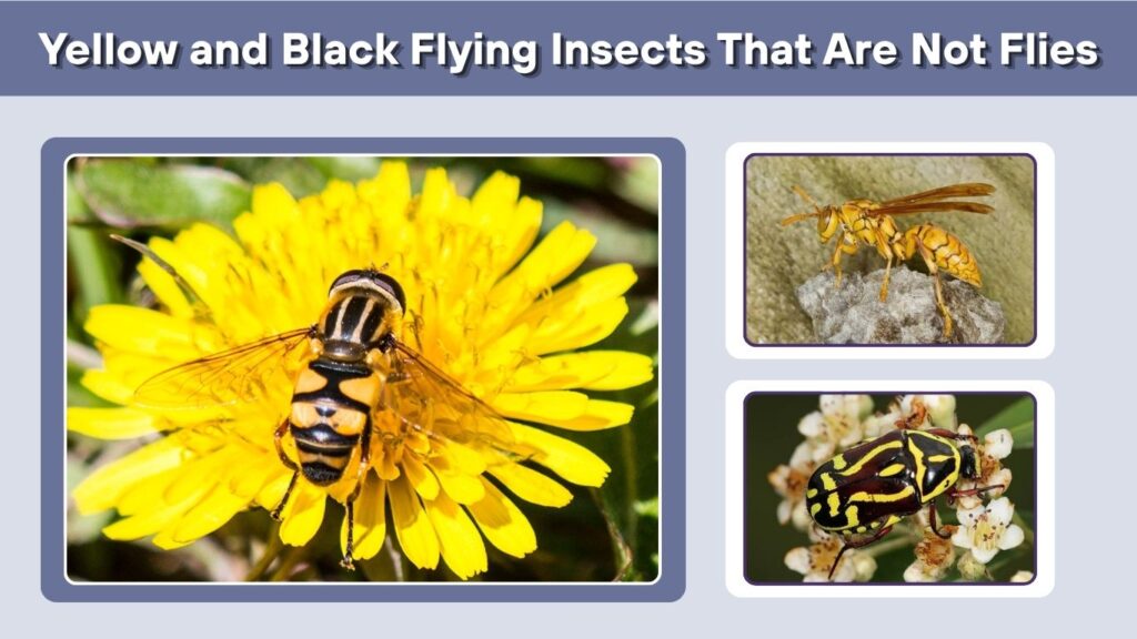 Yellow and Black Flying Insects That Are Not Flies