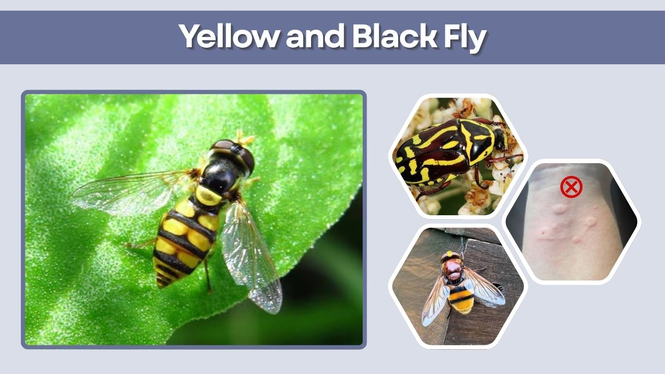 Yellow and Black Fly: Identification, Bites and Types