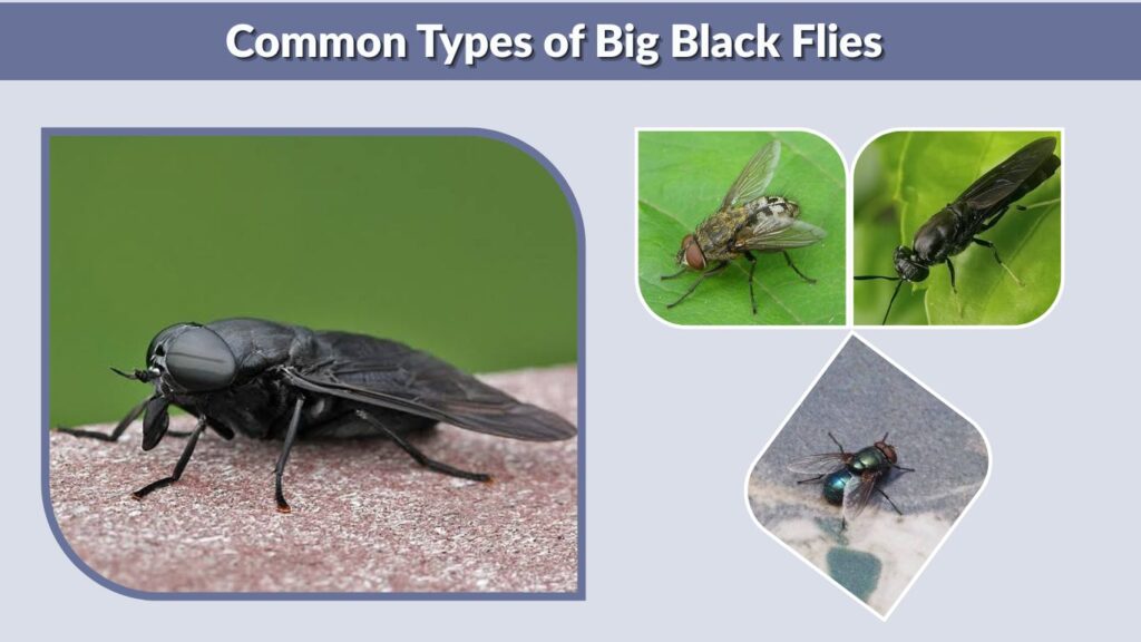 Common Types of Big Black Flies