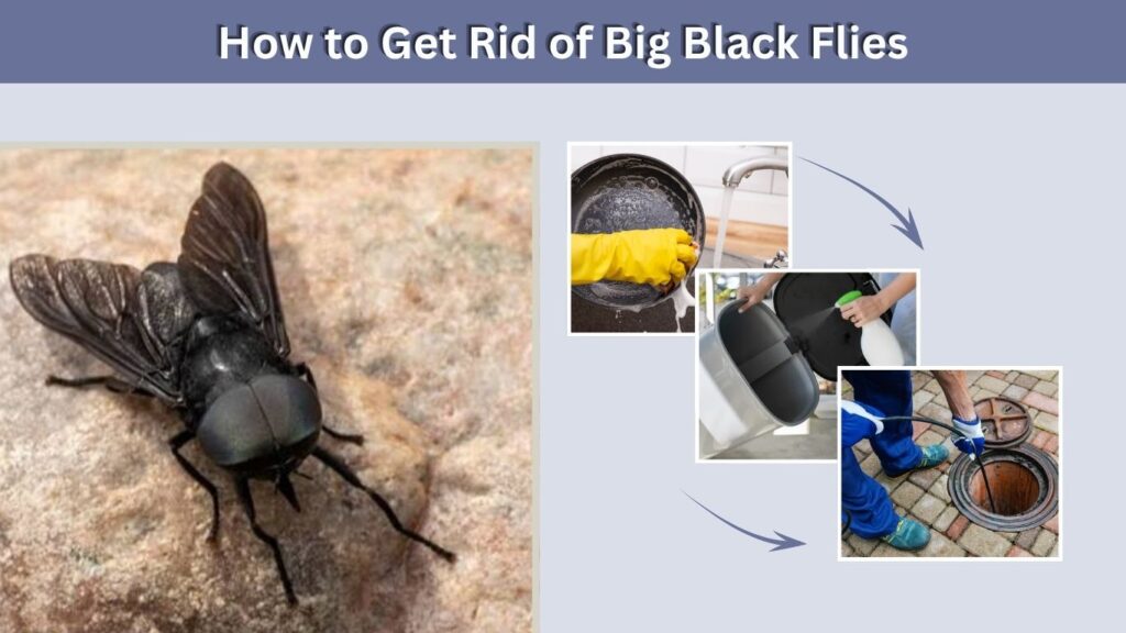 How to Get Rid of Big Black Flies