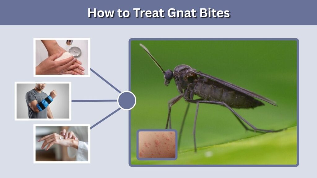 How to Treat Gnat Bites