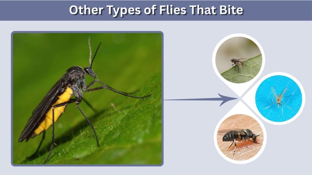 Other Types of Flies That Bite