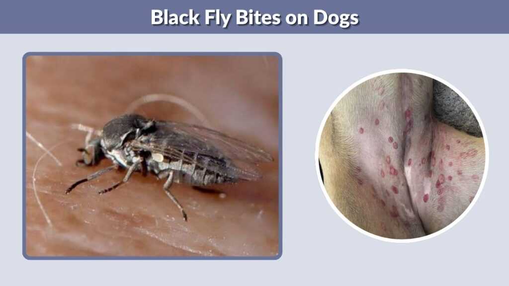 Black Fly Bites on Dogs