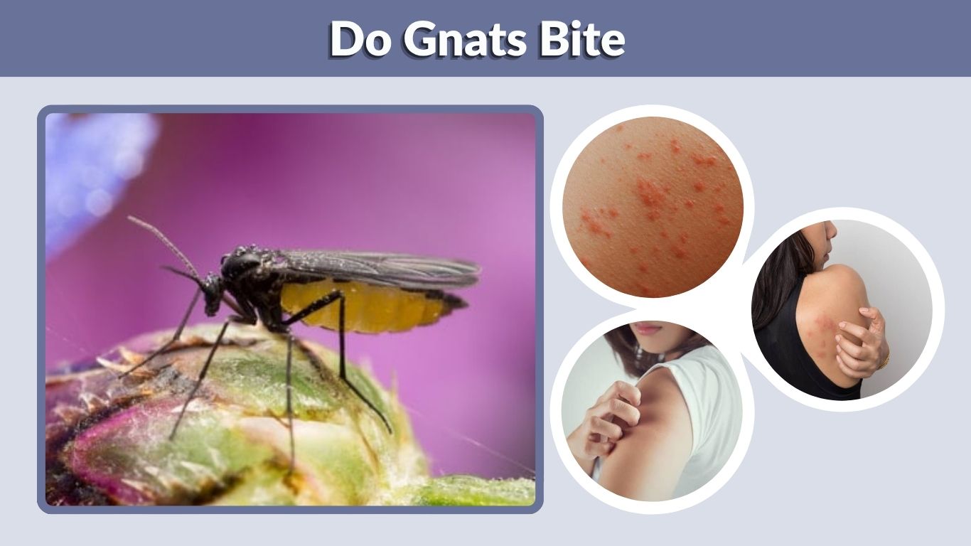 Do Gnats Bite? Symptoms, Treatment, and Prevention