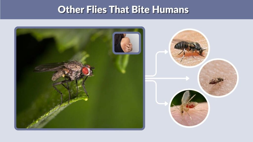 Other Flies That Bite Humans