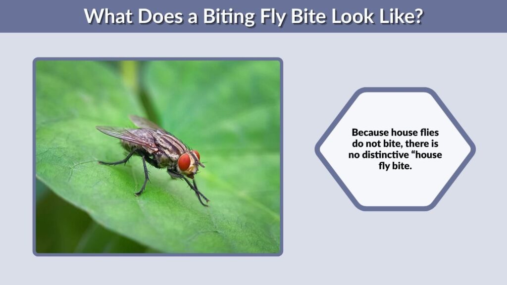 What Does a Biting Fly Bite Look Like?