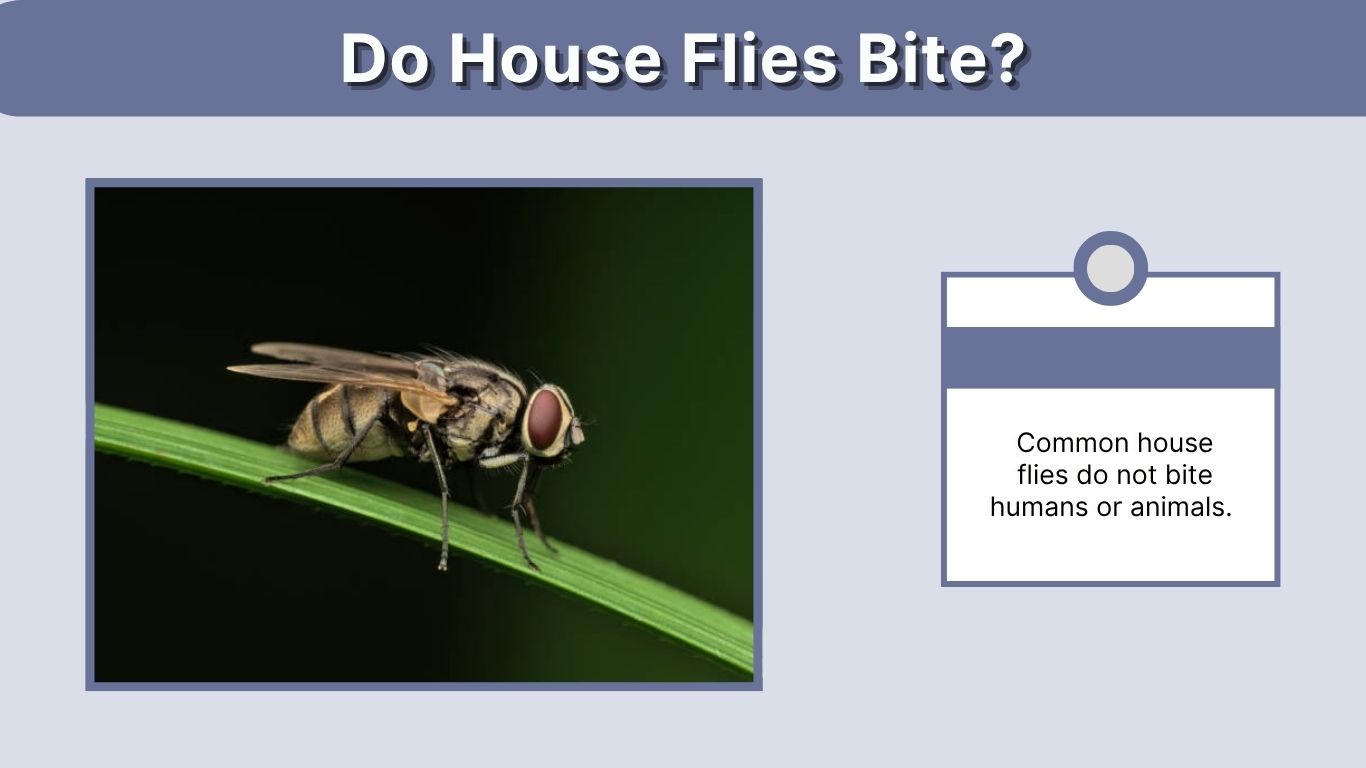 Do House Flies Bite? Identification, Risks and Lookalikes