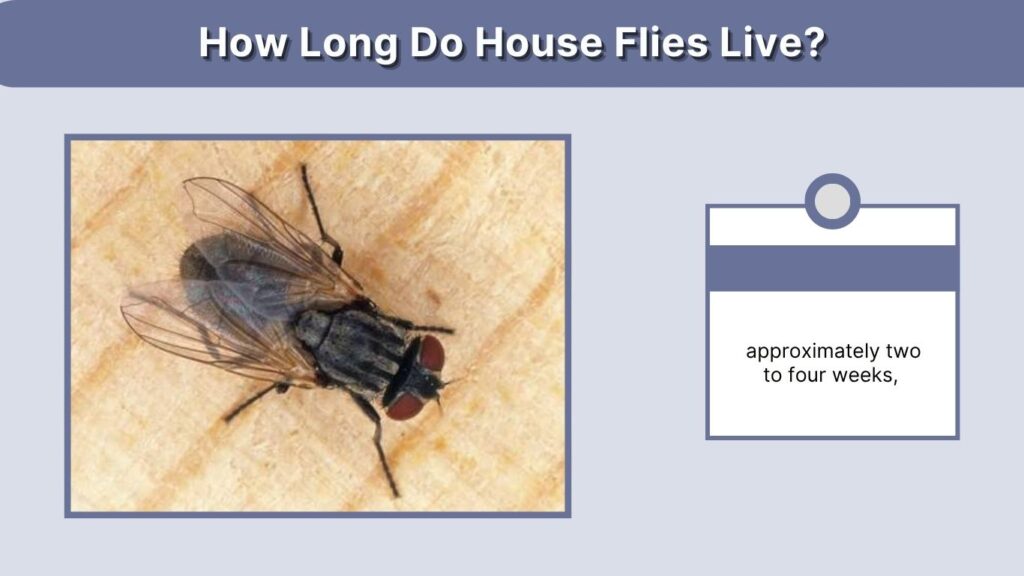 How Long Do House Flies Live?