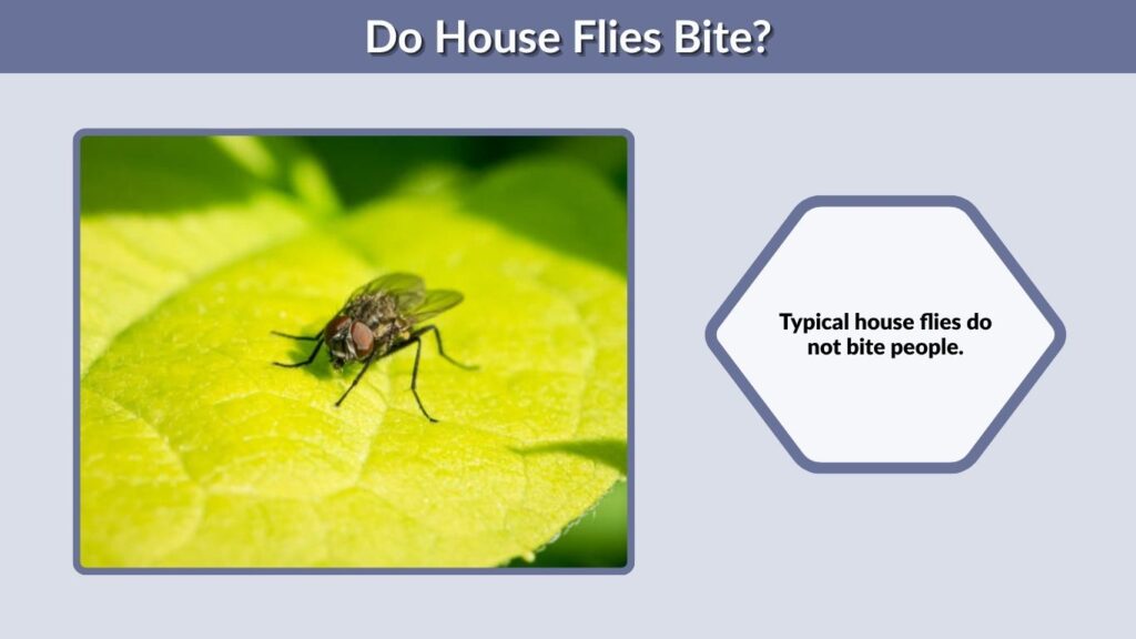 Do House Flies Bite?