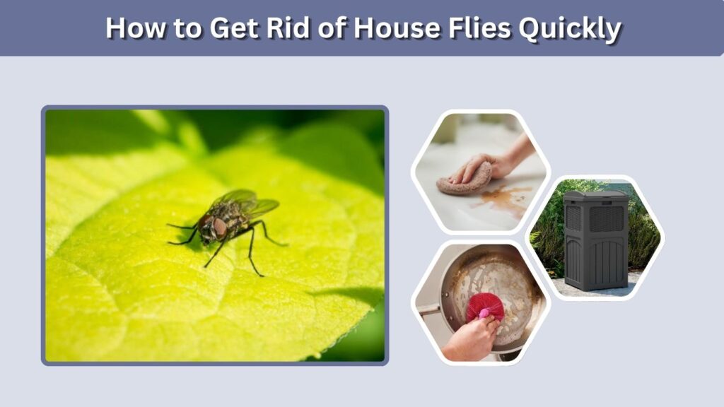 How to Get Rid of House Flies Quickly