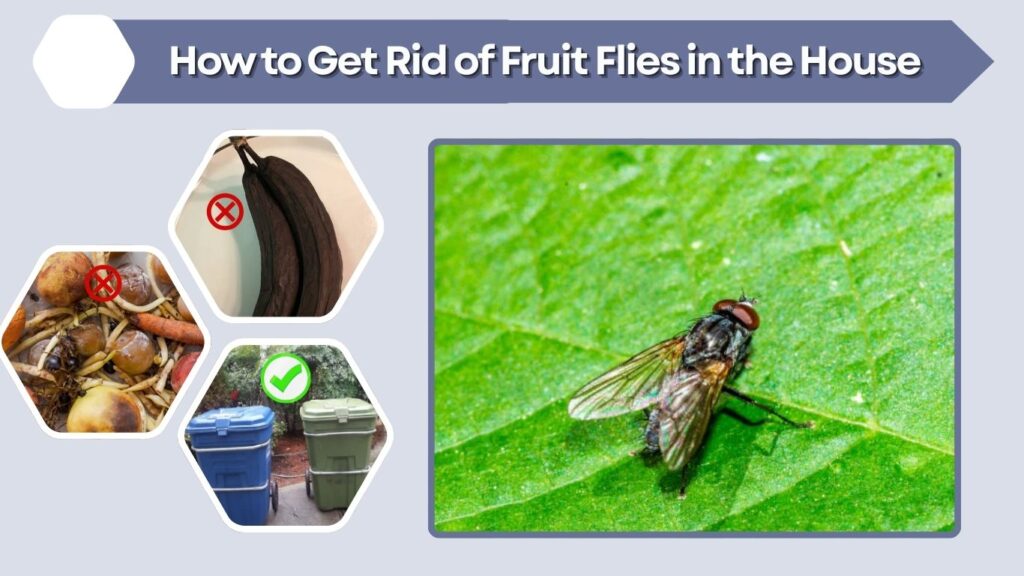 How to Get Rid of Fruit Flies in the House