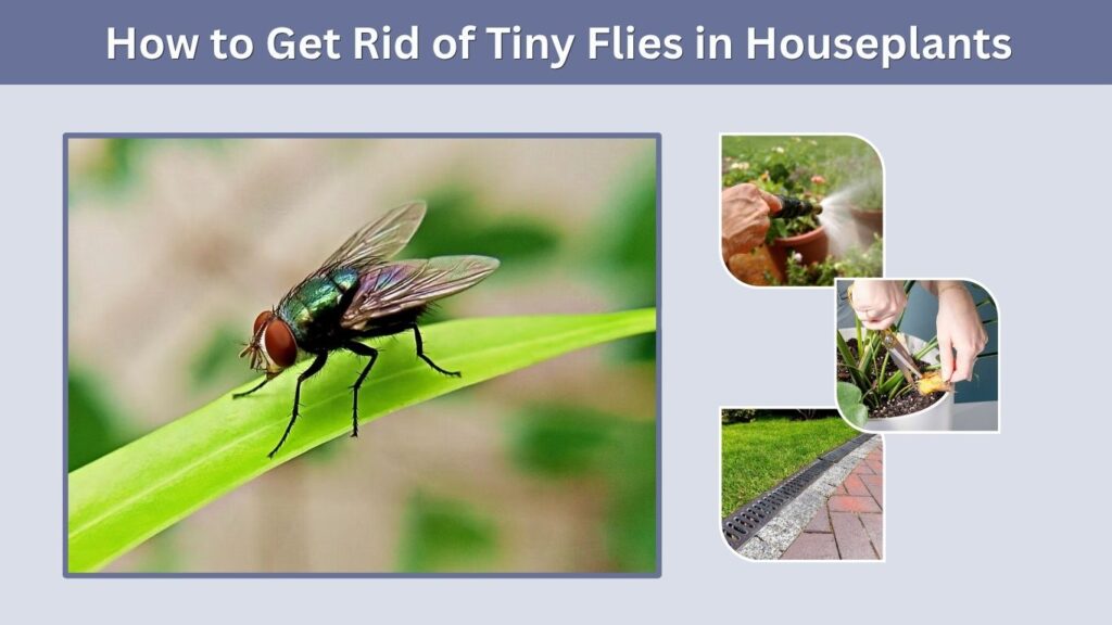 How to Get Rid of Tiny Flies in Houseplants