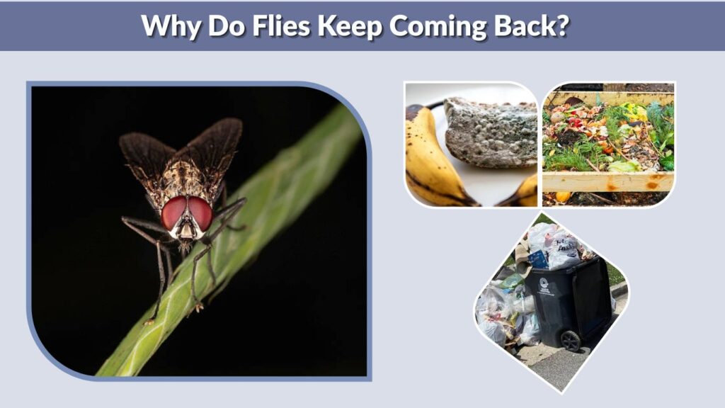 Why Do Flies Keep Coming Back?
