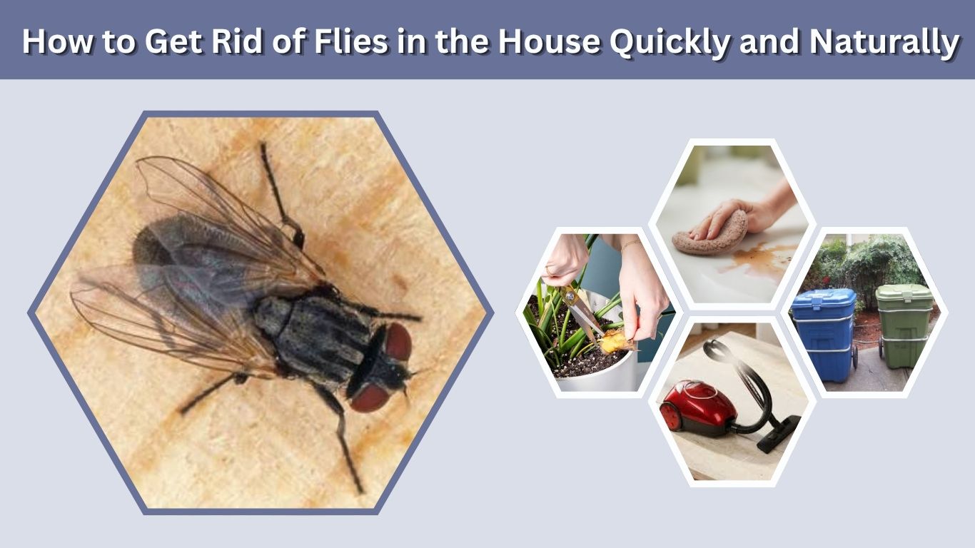 How to Get Rid of Flies in the House Quickly and Naturally