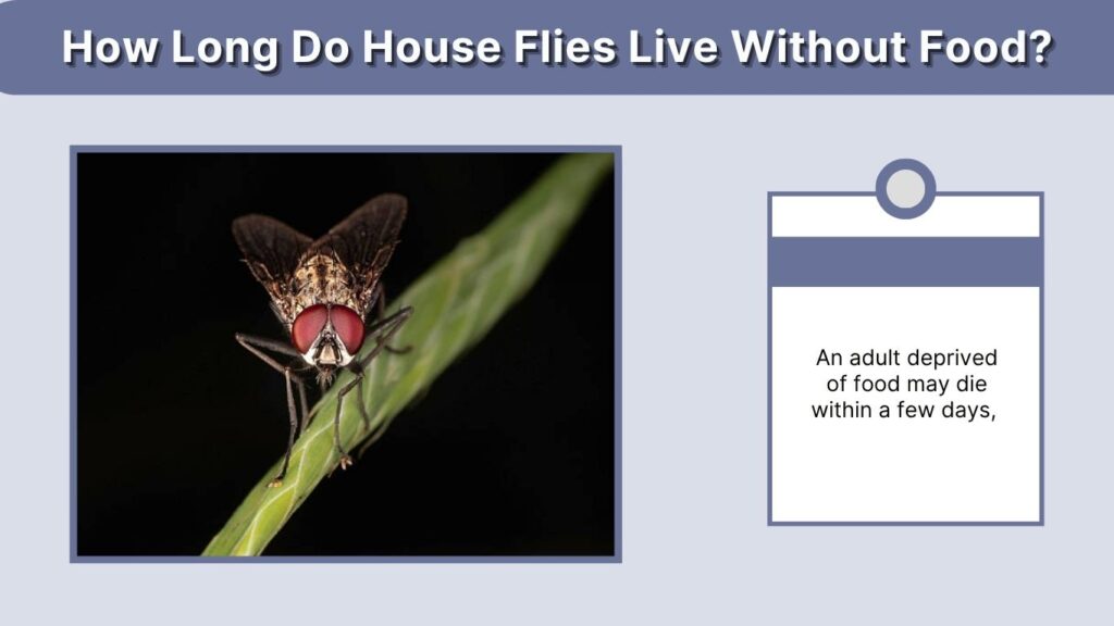 How Long Do House Flies Live Without Food?