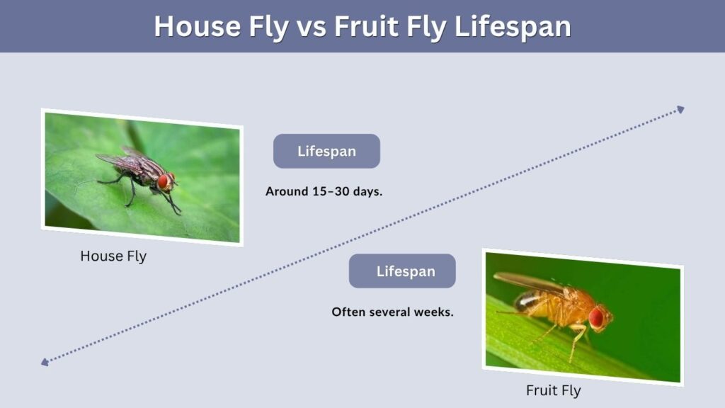 House Fly vs Fruit Fly Lifespan