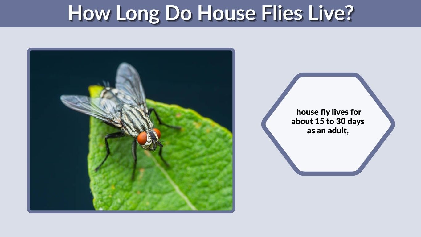 How Long Do House Flies Live? Lifespan, Life Cycle & Survival