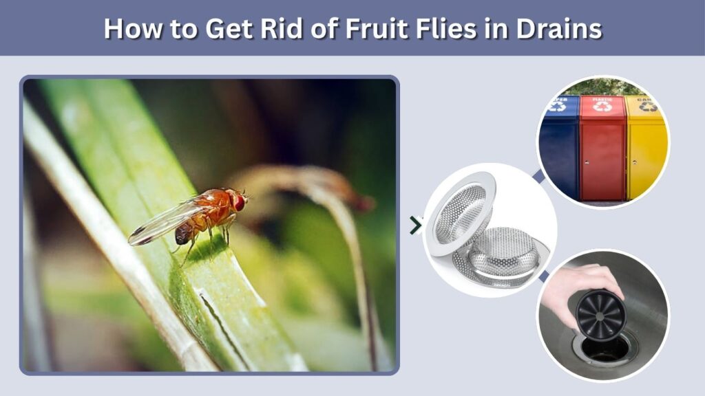 How to Get Rid of Fruit Flies in Drains