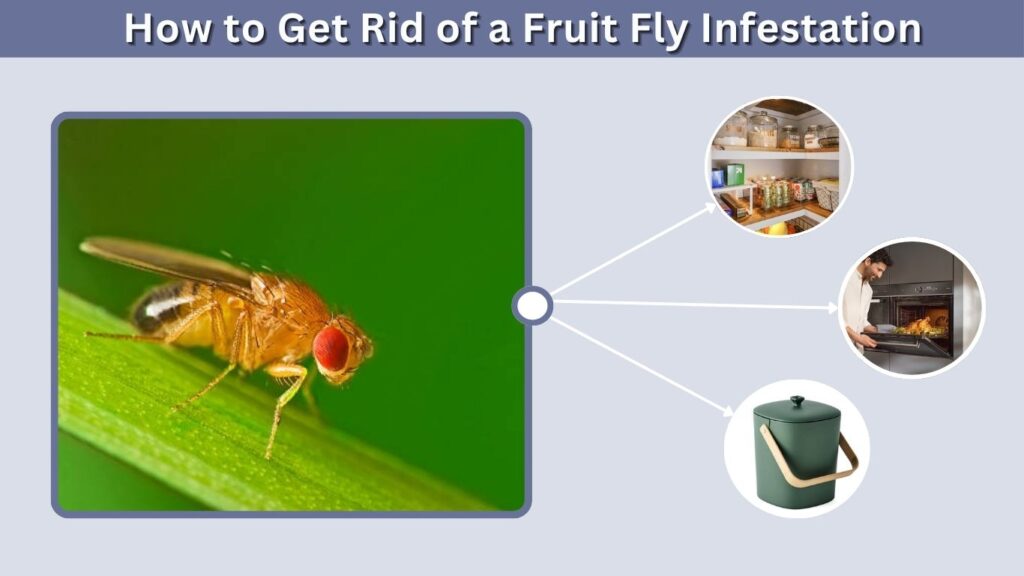 How to Get Rid of a Fruit Fly Infestation