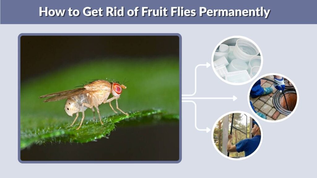 How to Get Rid of Fruit Flies Permanently