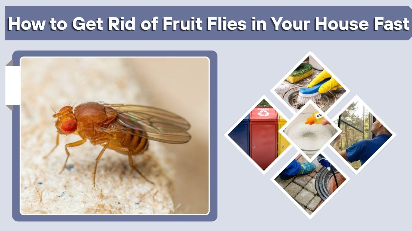 How to Get Rid of Fruit Flies in Your House Fast