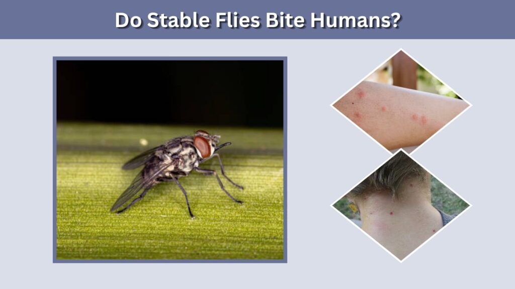Do Stable Flies Bite Humans?