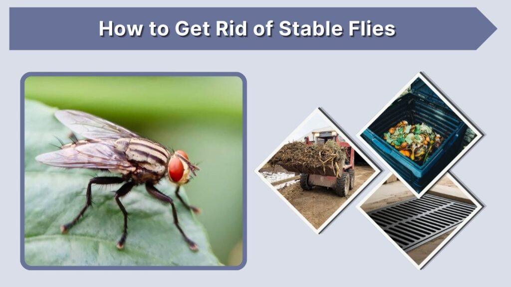 How to Get Rid of Stable Flies