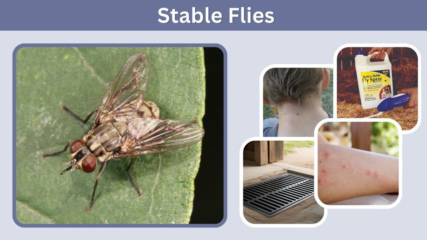 Stable Flies: Bites, Identification, Control and Prevention