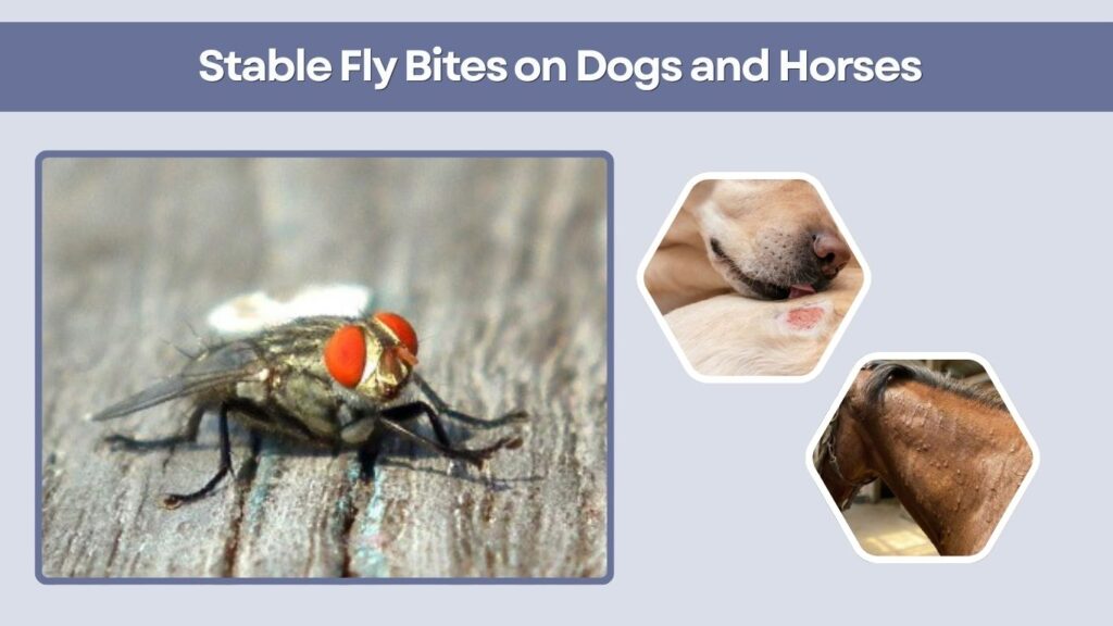 Stable Fly Bites on Dogs and Horses
