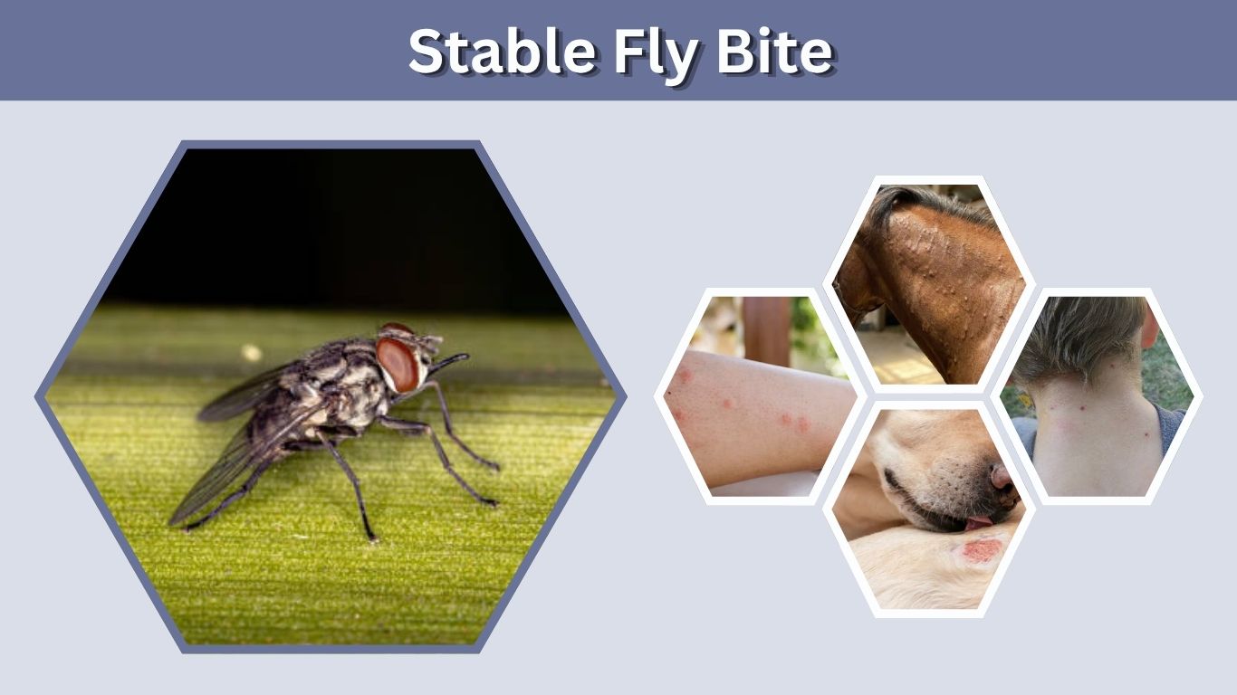Stable Fly Bite: Symptoms, Treatment, Swelling and Relief