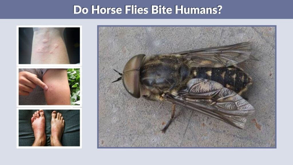 Do Horse Flies Bite Humans?