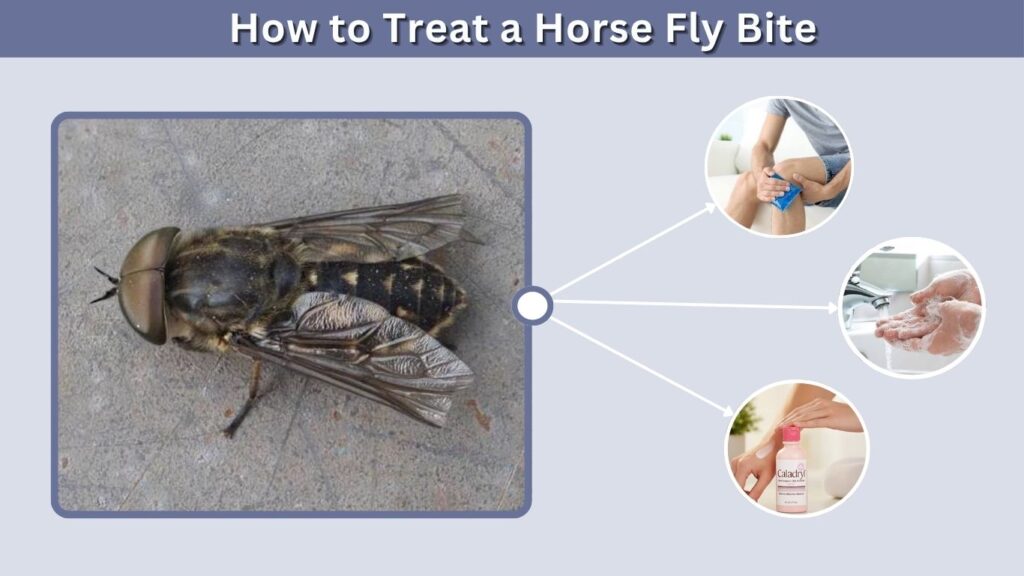 How to Treat a Horse Fly Bite