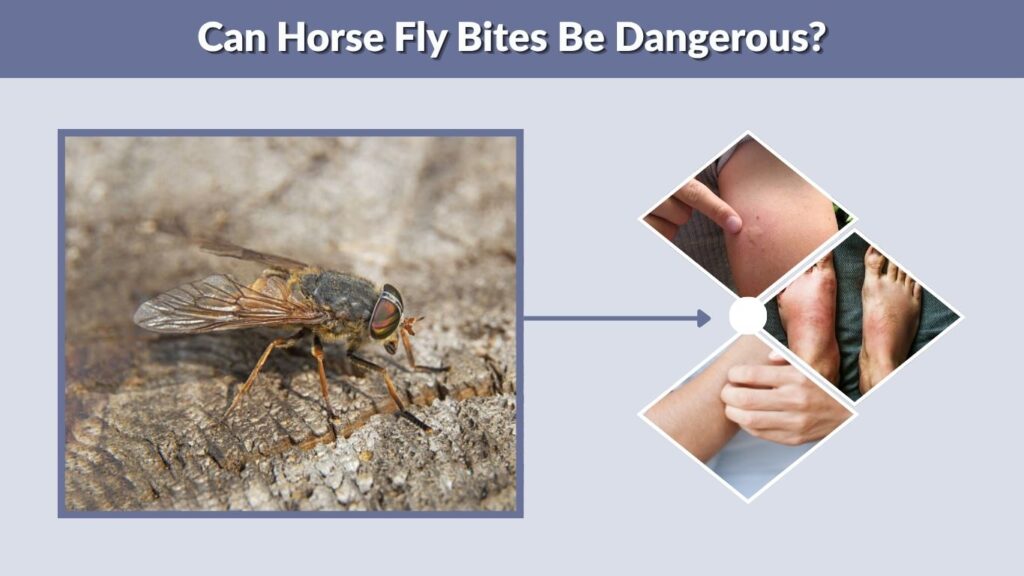 Can Horse Fly Bites Be Dangerous?