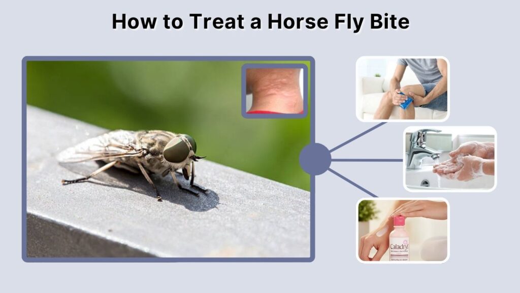 How to Treat a Horse Fly Bite