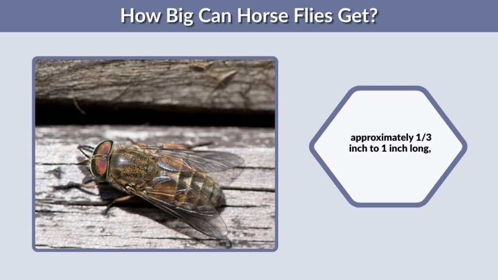How Big Can Horse Flies Get?