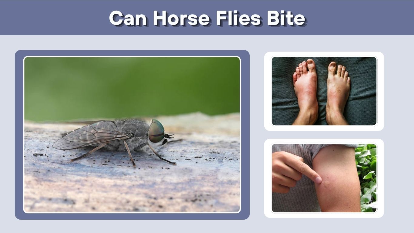 Can Horse Flies Bite? Symptoms, Risks, and Prevention